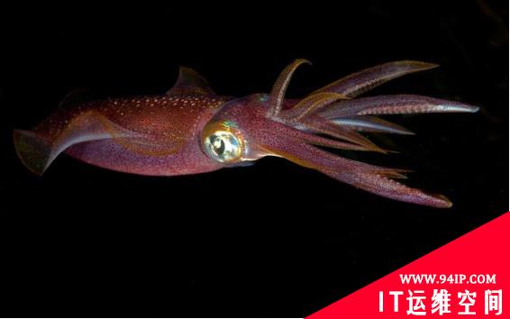 与朝鲜有关的InkySquid APT组织正积极利用IE漏洞